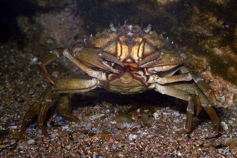 Carcinus sp.